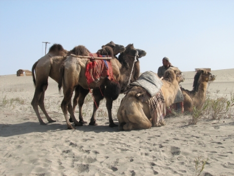 camels
