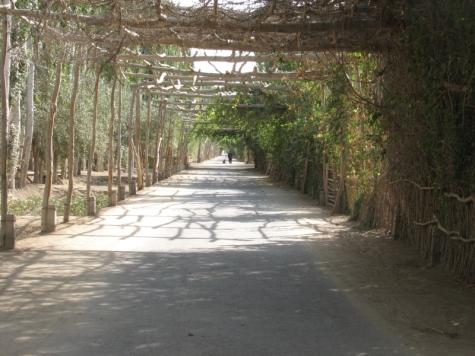 grape arbor road