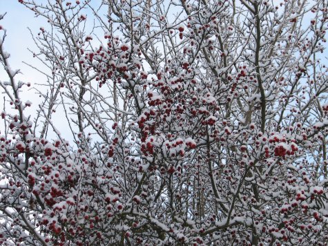 berries in snow