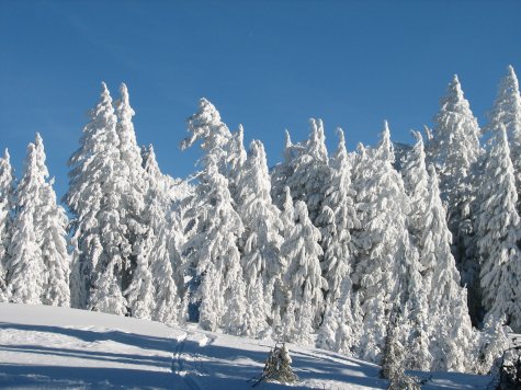 snow on trees