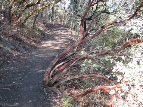 manzanita trail
