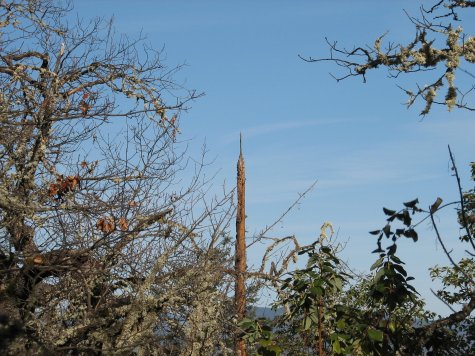 dead tree