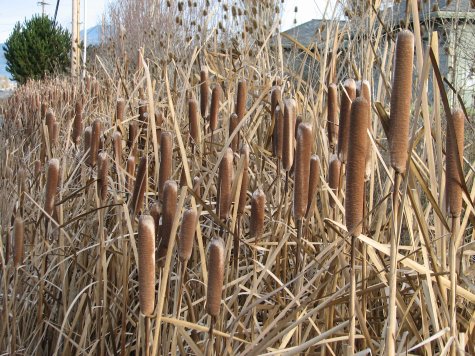 cattails