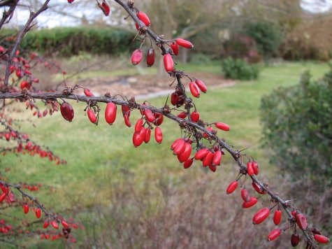 berries